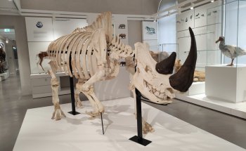 Kosmos Museo de Historia Natural de Pavía