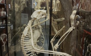 Museo de Esqueletos de Yorkshire