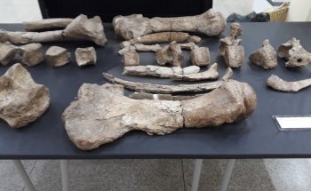 Museo de Arqueología y Paleontología