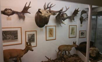 Museo Stemmler