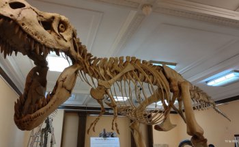 Museo de la Evolución