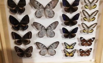 Museo de la Mariposa Viviente
