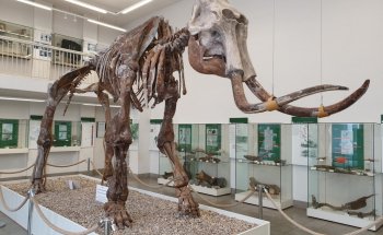 Museo Spengler