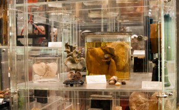 Museo Anatómico / Universidad Médica de Innsbruck