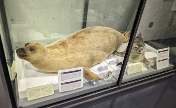 Museo de Ciencia Polar