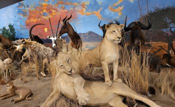 Museo de Sundre y Exposición de Vida Silvestre