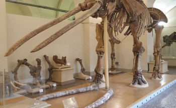 Museo de Geología y Paleontología - Universidad de Florencia