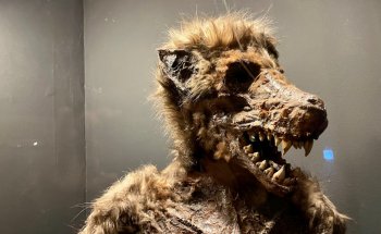 Museo Obscurum