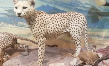 Museo Africano