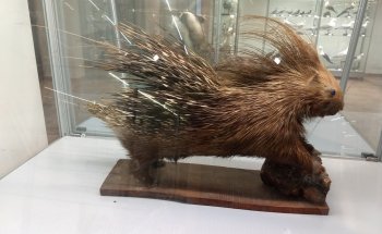 Museo de Historia Natural de Salento