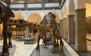 Museo Paleontológico, Múnich