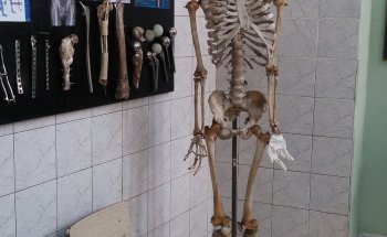 Museo de Anatomía J.J Naón U.B.A.