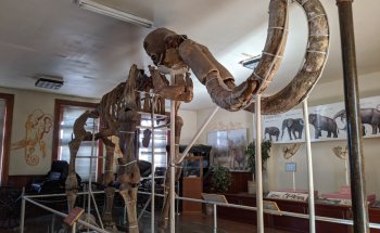 Museo del Mamut