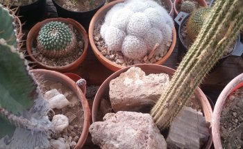 Museo Botánico del Cactus