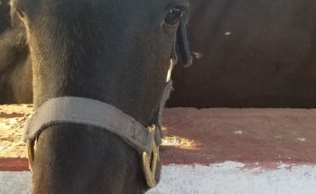 Rancho los Potros