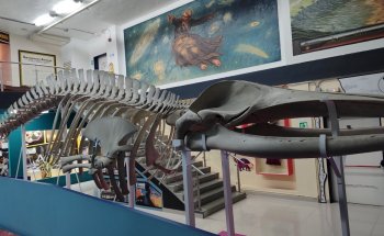 Museo de Ciencias Naturales de La Salle