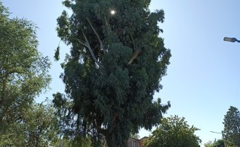 El Arbol más antiguo de Neuquén