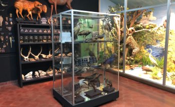 Museo Nacional de Historia Natural del Paraguay