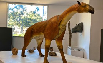 Museo de Ciencias Naturales 'Amado Bonpland'