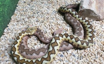 Museo Vivo Reptiles