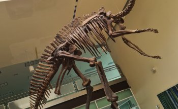 Museo del Desierto Chihuahuense