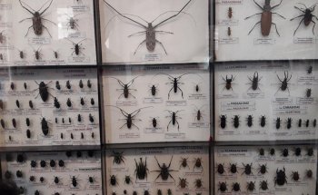 Museo interactivo de Ciencias Naturales