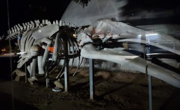 Museo De La Ballena