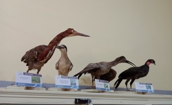 Museo Natural Mesopotámico
