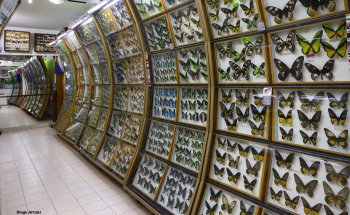 Museo Mariposas del Mundo