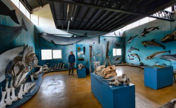 Museo Acatushún