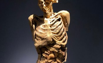 Museo de Ciencias de la Vida - MCV