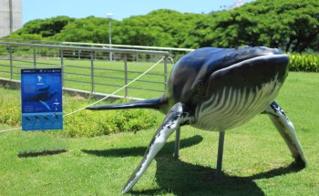 Espacio Ballena Jubarte Vitória