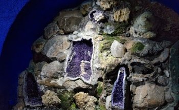 Museo de Colecciones de Madre Naturaleza
