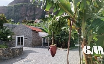 Museo de la Banana de Madeira
