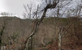 Pontón de madera