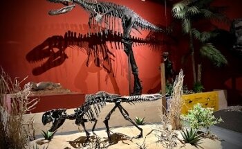 Museo de Saurios