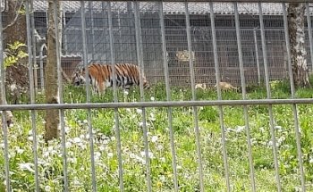 Museo Tiger