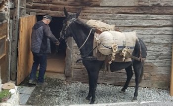 Museo del Maultier