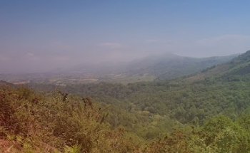 Peral de Bera