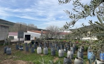 varietal del Olivo de la familia Oleosetin en Marchagaz Garden