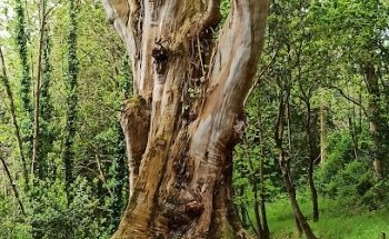 Eucalipto de los Cancio