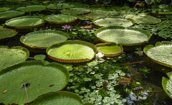 Museo Emílio Goeldi de Pará - Campus de Investigación