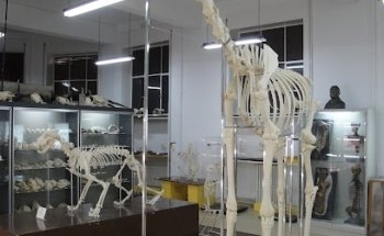 Museo Anatómico
