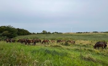 Wildhorses Tranekær