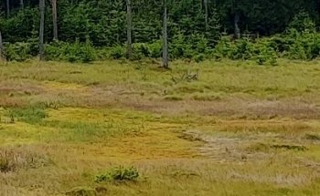 Planta Gludsted Klingedal Brandlinje