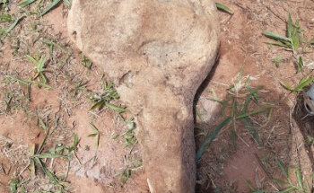 Casa de Ciencia y Cultura de Campo Grande