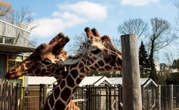 Zoológico de Odense Port4