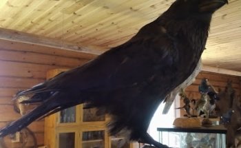 Museo de Taxidermia Hägg