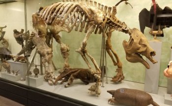Museo Paleontológico de la Universidad de Zúrich