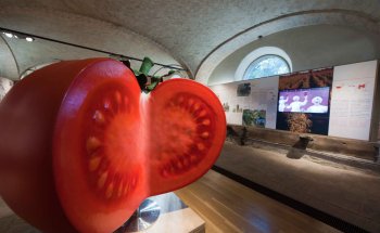 Museo del Tomate